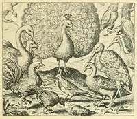 An illustration from Theatrum morum; artliche Gesprach der Thier mit wahren Historien den Menschen zur Lehr. AEgidius Sadeler excud. [Hrsg. von Gesellschaft Deutscher Bücherfreunde in Böhmen.] (1608)