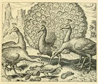 Picture 26 of 26 from Theatrum morum; artliche Gesprach der Thier mit wahren Historien den Menschen zur Lehr. AEgidius Sadeler excud. [Hrsg. von Gesellschaft Deutscher Bücherfreunde in Böhmen.] (1608), leaf 281