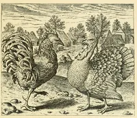 An illustration from Theatrum morum; artliche Gesprach der Thier mit wahren Historien den Menschen zur Lehr. AEgidius Sadeler excud. [Hrsg. von Gesellschaft Deutscher Bücherfreunde in Böhmen.] (1608)