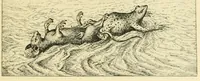 Picture 8 of 26 from Theatrum morum; artliche Gesprach der Thier mit wahren Historien den Menschen zur Lehr. AEgidius Sadeler excud. [Hrsg. von Gesellschaft Deutscher Bücherfreunde in Böhmen.] (1608), leaf 99