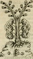 Picture 41 of 56 from Theatrvm chemicvm britannicum : containing severall poeticall pieces of our famous English philosophers, who have written the hermetique mysteries in their owne ancient language (1652), leaf 371
