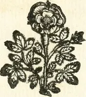 An illustration from Theatrvm omnivm scientiarvm, sive, Apparatvs qvo exceptvs fvit exc.mvs princeps d. Innicvs de Gvevara et Tassis, comes de Oñate & Villamediana, &c. ac Neapolitani regni prorex sapientissimvs, in Neapolitana academia in instavratione stvdiorvm anni MDCXLIX : cvm post sedatos Neapolitani regni tvmvltvs tanto principe avspice neapolitana Pallas armorvm tvrbine pene abrvta capvt erexit (1650)