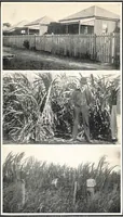 Picture 9 of 9 from The menace of colour; a study of the difficulties due to the association of white & coloured races, with an account of measures proposed for their solution, & special reference to white colonization in the tropics, (1925), leaf 158