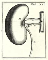 Picture 12 of 23 from Theodori Kerckringii doctoris medici spicilegium anatomicum : continens observationum anatomicarum rariorum centuriam unam : nec non osteogeniam foetuum : in qua quid cuique ossiculo singulis accedat mensibus : quidve decedat & in eo per varia immutetur tempora, accuratissimè oculis subjicitur (1670), leaf 142