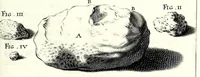 Picture 13 of 23 from Theodori Kerckringii doctoris medici spicilegium anatomicum : continens observationum anatomicarum rariorum centuriam unam : nec non osteogeniam foetuum : in qua quid cuique ossiculo singulis accedat mensibus : quidve decedat & in eo per varia immutetur tempora, accuratissimè oculis subjicitur (1670), leaf 173