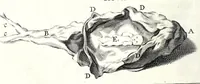 An illustration from Theodori Kerckringii doctoris medici spicilegium anatomicum : continens observationum anatomicarum rariorum centuriam unam : nec non osteogeniam foetuum : in qua quid cuique ossiculo singulis accedat mensibus : quidve decedat & in eo per varia immutetur tempora, accuratissimè oculis subjicitur (1670)