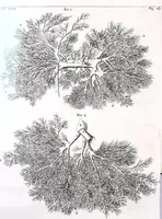 Picture 15 of 23 from Theodori Kerckringii doctoris medici spicilegium anatomicum : continens observationum anatomicarum rariorum centuriam unam : nec non osteogeniam foetuum : in qua quid cuique ossiculo singulis accedat mensibus : quidve decedat & in eo per varia immutetur tempora, accuratissimè oculis subjicitur (1670), leaf 226