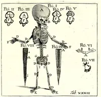 An illustration from Theodori Kerckringii doctoris medici spicilegium anatomicum : continens observationum anatomicarum rariorum centuriam unam : nec non osteogeniam foetuum : in qua quid cuique ossiculo singulis accedat mensibus : quidve decedat & in eo per varia immutetur tempora, accuratissimè oculis subjicitur (1670)