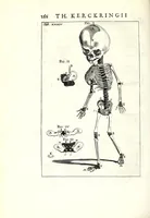 Picture 18 of 23 from Theodori Kerckringii doctoris medici spicilegium anatomicum : continens observationum anatomicarum rariorum centuriam unam : nec non osteogeniam foetuum : in qua quid cuique ossiculo singulis accedat mensibus : quidve decedat & in eo per varia immutetur tempora, accuratissimè oculis subjicitur (1670), leaf 308