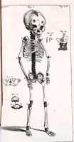 Picture 19 of 23 from Theodori Kerckringii doctoris medici spicilegium anatomicum : continens observationum anatomicarum rariorum centuriam unam : nec non osteogeniam foetuum : in qua quid cuique ossiculo singulis accedat mensibus : quidve decedat & in eo per varia immutetur tempora, accuratissimè oculis subjicitur (1670), leaf 311