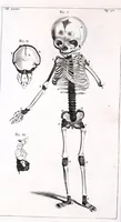 Picture 20 of 23 from Theodori Kerckringii doctoris medici spicilegium anatomicum : continens observationum anatomicarum rariorum centuriam unam : nec non osteogeniam foetuum : in qua quid cuique ossiculo singulis accedat mensibus : quidve decedat & in eo per varia immutetur tempora, accuratissimè oculis subjicitur (1670), leaf 316