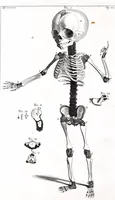 Picture 21 of 23 from Theodori Kerckringii doctoris medici spicilegium anatomicum : continens observationum anatomicarum rariorum centuriam unam : nec non osteogeniam foetuum : in qua quid cuique ossiculo singulis accedat mensibus : quidve decedat & in eo per varia immutetur tempora, accuratissimè oculis subjicitur (1670), leaf 320