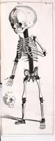 Picture 22 of 23 from Theodori Kerckringii doctoris medici spicilegium anatomicum : continens observationum anatomicarum rariorum centuriam unam : nec non osteogeniam foetuum : in qua quid cuique ossiculo singulis accedat mensibus : quidve decedat & in eo per varia immutetur tempora, accuratissimè oculis subjicitur (1670), leaf 325