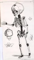 Picture 23 of 23 from Theodori Kerckringii doctoris medici spicilegium anatomicum : continens observationum anatomicarum rariorum centuriam unam : nec non osteogeniam foetuum : in qua quid cuique ossiculo singulis accedat mensibus : quidve decedat & in eo per varia immutetur tempora, accuratissimè oculis subjicitur (1670), leaf 329
