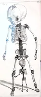 Picture 5 of 23 from Theodori Kerckringii doctoris medici spicilegium anatomicum : continens observationum anatomicarum rariorum centuriam unam : nec non osteogeniam foetuum : in qua quid cuique ossiculo singulis accedat mensibus : quidve decedat & in eo per varia immutetur tempora, accuratissimè oculis subjicitur (1670), leaf 39