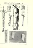 Picture 7 of 23 from Theodori Kerckringii doctoris medici spicilegium anatomicum : continens observationum anatomicarum rariorum centuriam unam : nec non osteogeniam foetuum : in qua quid cuique ossiculo singulis accedat mensibus : quidve decedat & in eo per varia immutetur tempora, accuratissimè oculis subjicitur (1670), leaf 51