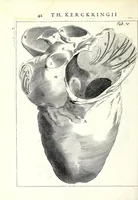 Picture 8 of 23 from Theodori Kerckringii doctoris medici spicilegium anatomicum : continens observationum anatomicarum rariorum centuriam unam : nec non osteogeniam foetuum : in qua quid cuique ossiculo singulis accedat mensibus : quidve decedat & in eo per varia immutetur tempora, accuratissimè oculis subjicitur (1670), leaf 78