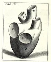 Picture 9 of 23 from Theodori Kerckringii doctoris medici spicilegium anatomicum : continens observationum anatomicarum rariorum centuriam unam : nec non osteogeniam foetuum : in qua quid cuique ossiculo singulis accedat mensibus : quidve decedat & in eo per varia immutetur tempora, accuratissimè oculis subjicitur (1670), leaf 80