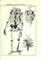 An illustration from Theodori Kerckringii doctoris medici spicilegium anatomicum : continens observationum anatomicarum rariorum centuriam unam : nec non osteogeniam foetuum : in qua quid cuique ossiculo singulis accedat mensibus : quidve decedat & in eo per varia immutetur tempora, accuratissimè oculis subjicitur (1670)
