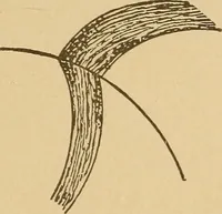An illustration from Theory of turbines (1895)