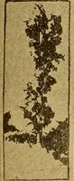 An illustration from Theory and practice of teaching art (1912)