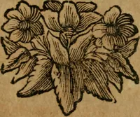 Picture 16 of 16 from Theosophia revelata, das ist, Alle göttliche Schriften (1730), leaf 620