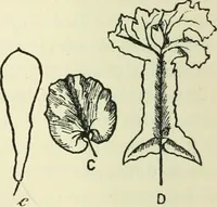 Picture 2 of 11 from Theosophy and modern thought : four lectures delivered at the thirty-ninth annual convention of the Theosophical Society, held at Adyar, Madras, December, 1914 (1915), leaf 19