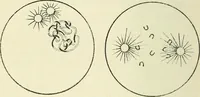 Picture 4 of 11 from Theosophy and modern thought : four lectures delivered at the thirty-ninth annual convention of the Theosophical Society, held at Adyar, Madras, December, 1914 (1915), leaf 23