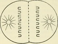 An illustration from Theosophy and modern thought : four lectures delivered at the thirty-ninth annual convention of the Theosophical Society, held at Adyar, Madras, December, 1914 (1915)