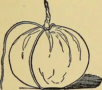 An illustration from Things worth doing and how to do them (1906)