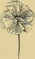 An illustration from Things worth doing and how to do them (1906)