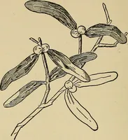 An illustration from Things worth doing and how to do them (1906)