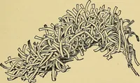 An illustration from Things worth doing and how to do them (1906)
