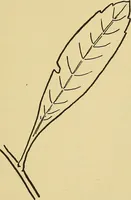 An illustration from Things worth doing and how to do them (1906)