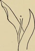 An illustration from Things worth doing and how to do them (1906)