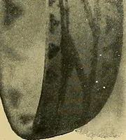 An illustration from Things worth doing and how to do them (1906)