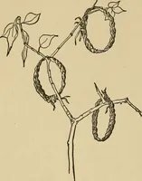 An illustration from Things worth doing and how to do them (1906)