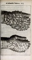 Picture 12 of 13 from Thomae Bartholini De armillis veterum schedion ; accessit Olai Wormii De aureo cornu Danico ad Licetum responsio (1676), leaf 135