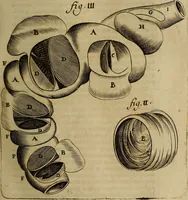 Picture 24 of 147 from Thomae Bartholini Archiatri Danici, Anatome quartum renovata : non tantum ex Institutionibus b.m. parentis, Caspari Bartholini, sed etiam ex omnium cùm veterum, tum recentiorum observationibus, ad circulationem Harveianam, & vasa lymphatica directis : cum iconibus novis et indicibus (1684), leaf 132