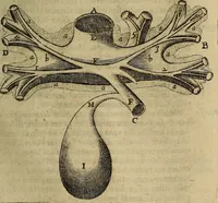 Picture 36 of 147 from Thomae Bartholini Archiatri Danici, Anatome quartum renovata : non tantum ex Institutionibus b.m. parentis, Caspari Bartholini, sed etiam ex omnium cùm veterum, tum recentiorum observationibus, ad circulationem Harveianam, & vasa lymphatica directis : cum iconibus novis et indicibus (1684), leaf 166