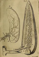 An illustration from Thomae Bartholini Archiatri Danici, Anatome quartum renovata : non tantum ex Institutionibus b.m. parentis, Caspari Bartholini, sed etiam ex omnium cùm veterum, tum recentiorum observationibus, ad circulationem Harveianam, & vasa lymphatica directis : cum iconibus novis et indicibus (1684)