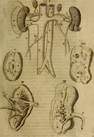Picture 42 of 147 from Thomae Bartholini Archiatri Danici, Anatome quartum renovata : non tantum ex Institutionibus b.m. parentis, Caspari Bartholini, sed etiam ex omnium cùm veterum, tum recentiorum observationibus, ad circulationem Harveianam, & vasa lymphatica directis : cum iconibus novis et indicibus (1684), leaf 220