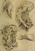 An illustration from Thomae Bartholini Archiatri Danici, Anatome quartum renovata : non tantum ex Institutionibus b.m. parentis, Caspari Bartholini, sed etiam ex omnium cùm veterum, tum recentiorum observationibus, ad circulationem Harveianam, & vasa lymphatica directis : cum iconibus novis et indicibus (1684)