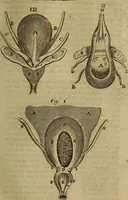 An illustration from Thomae Bartholini Archiatri Danici, Anatome quartum renovata : non tantum ex Institutionibus b.m. parentis, Caspari Bartholini, sed etiam ex omnium cùm veterum, tum recentiorum observationibus, ad circulationem Harveianam, & vasa lymphatica directis : cum iconibus novis et indicibus (1684)