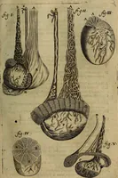 Picture 50 of 147 from Thomae Bartholini Archiatri Danici, Anatome quartum renovata : non tantum ex Institutionibus b.m. parentis, Caspari Bartholini, sed etiam ex omnium cùm veterum, tum recentiorum observationibus, ad circulationem Harveianam, & vasa lymphatica directis : cum iconibus novis et indicibus (1684), leaf 262
