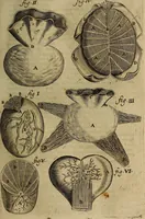 Picture 51 of 147 from Thomae Bartholini Archiatri Danici, Anatome quartum renovata : non tantum ex Institutionibus b.m. parentis, Caspari Bartholini, sed etiam ex omnium cùm veterum, tum recentiorum observationibus, ad circulationem Harveianam, & vasa lymphatica directis : cum iconibus novis et indicibus (1684), leaf 264