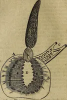 An illustration from Thomae Bartholini Archiatri Danici, Anatome quartum renovata : non tantum ex Institutionibus b.m. parentis, Caspari Bartholini, sed etiam ex omnium cùm veterum, tum recentiorum observationibus, ad circulationem Harveianam, & vasa lymphatica directis : cum iconibus novis et indicibus (1684)