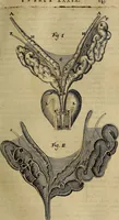 Picture 53 of 147 from Thomae Bartholini Archiatri Danici, Anatome quartum renovata : non tantum ex Institutionibus b.m. parentis, Caspari Bartholini, sed etiam ex omnium cùm veterum, tum recentiorum observationibus, ad circulationem Harveianam, & vasa lymphatica directis : cum iconibus novis et indicibus (1684), leaf 276