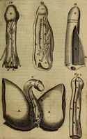 Picture 54 of 147 from Thomae Bartholini Archiatri Danici, Anatome quartum renovata : non tantum ex Institutionibus b.m. parentis, Caspari Bartholini, sed etiam ex omnium cùm veterum, tum recentiorum observationibus, ad circulationem Harveianam, & vasa lymphatica directis : cum iconibus novis et indicibus (1684), leaf 280