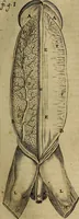 Picture 56 of 147 from Thomae Bartholini Archiatri Danici, Anatome quartum renovata : non tantum ex Institutionibus b.m. parentis, Caspari Bartholini, sed etiam ex omnium cùm veterum, tum recentiorum observationibus, ad circulationem Harveianam, & vasa lymphatica directis : cum iconibus novis et indicibus (1684), leaf 286